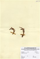 藏品(相馬氏石松)的圖片